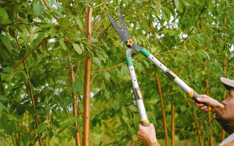 Tree trimming in Brocton, IL