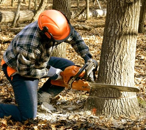 Tree Removal in Brocton, IL